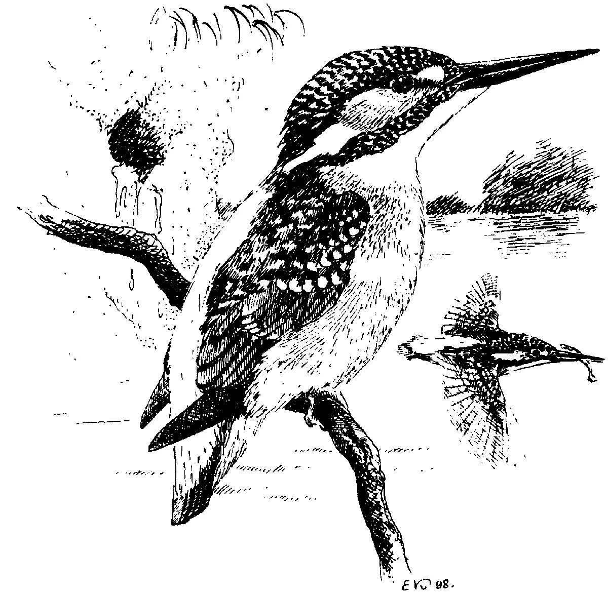 Раскраска Раскраска волшебный зимородок