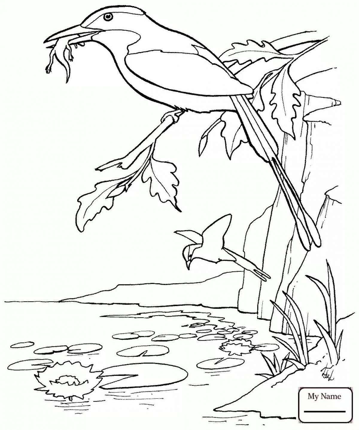 Раскраска Раскраска мистический зимородок