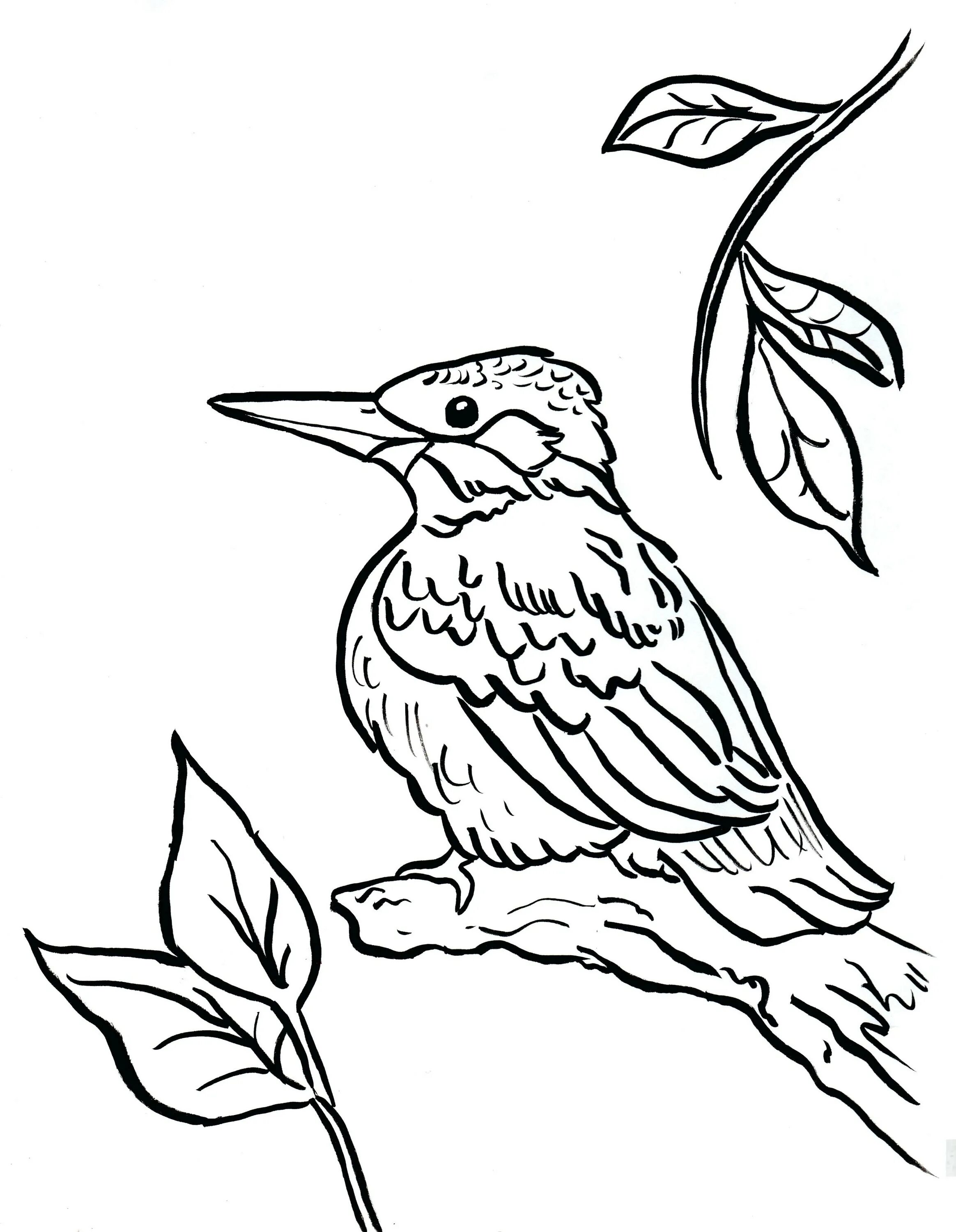 Kingfisher #2
