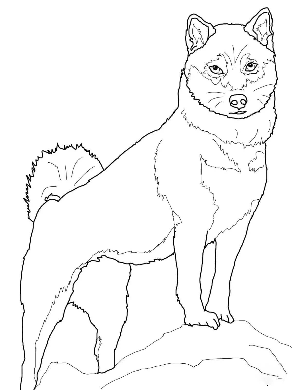 Hachiko shiny coloring book