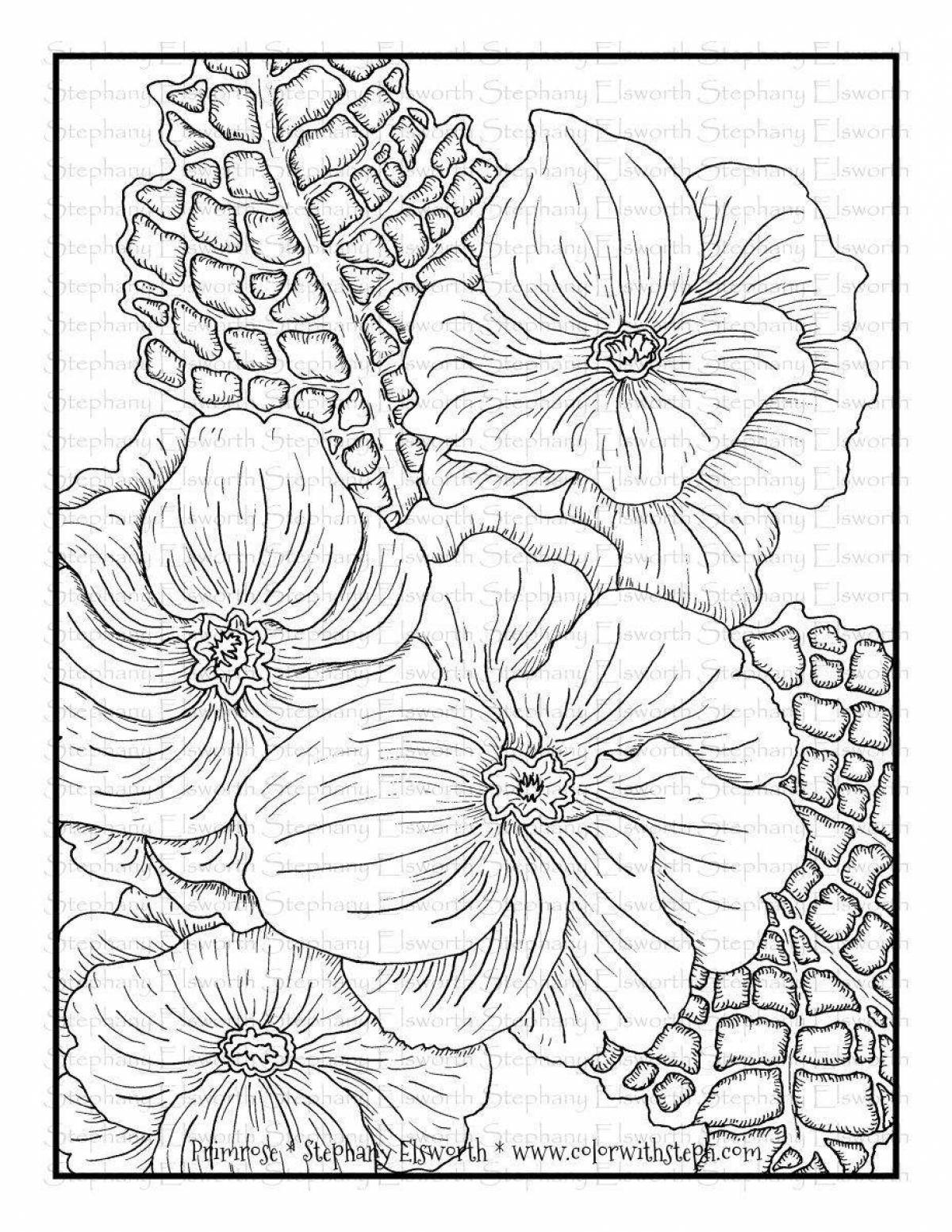 Coloring book alluring primrose