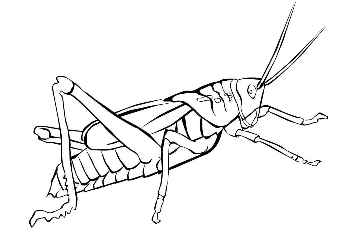 Bug with playful coloring pages