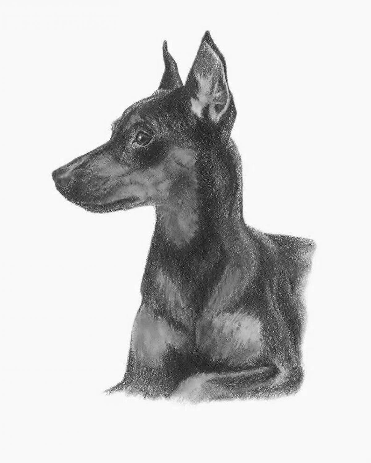 Coloring page charming miniature pinscher