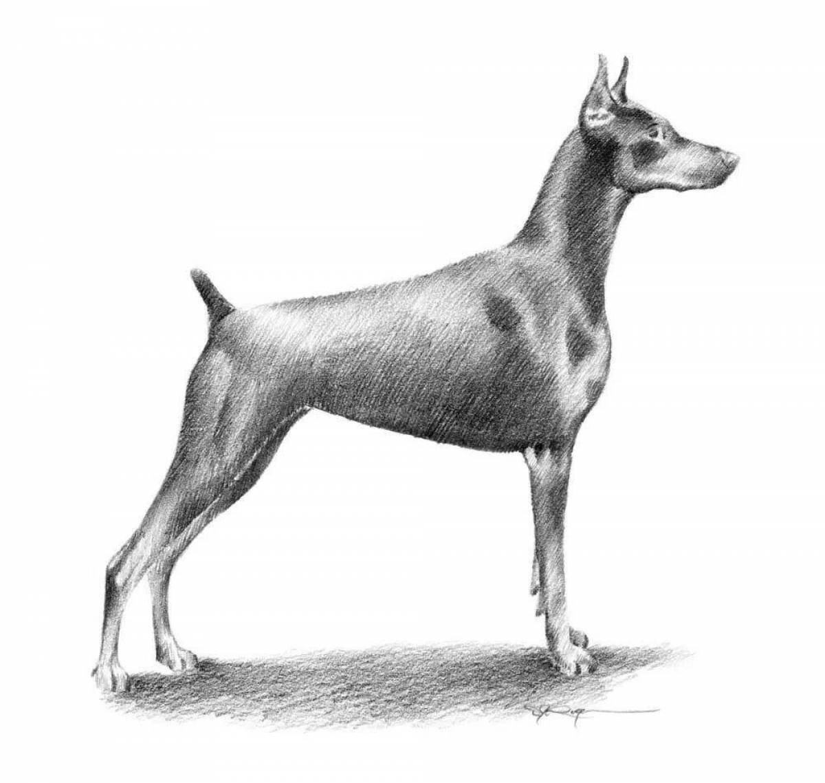 Coloring page gorgeous miniature pinscher