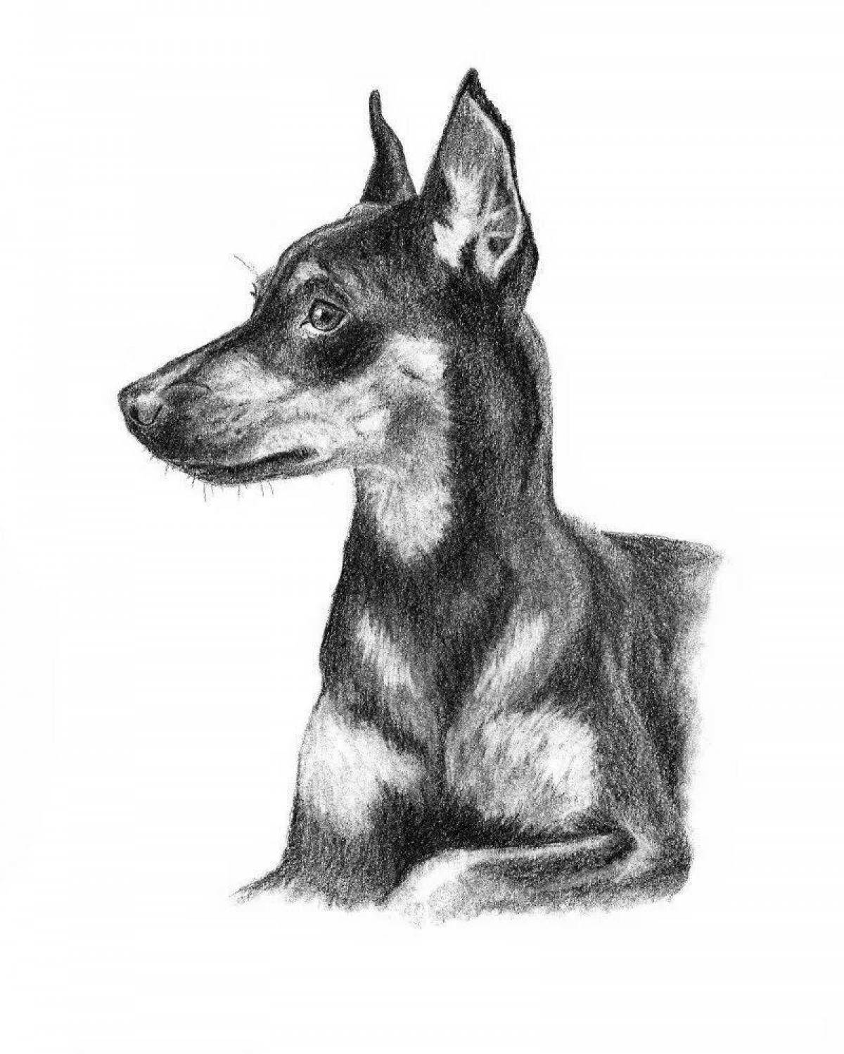 Coloring page magnificent miniature pinscher