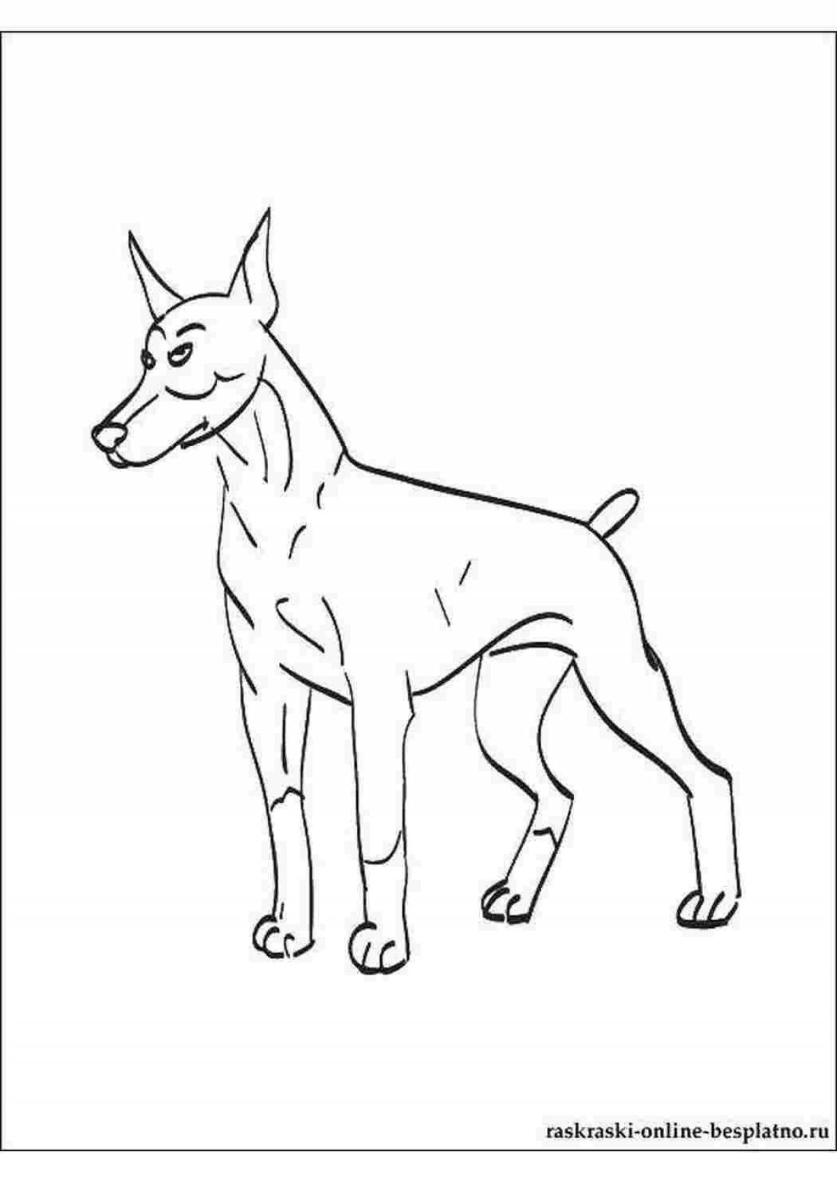 Coloring page gorgeous miniature pinscher
