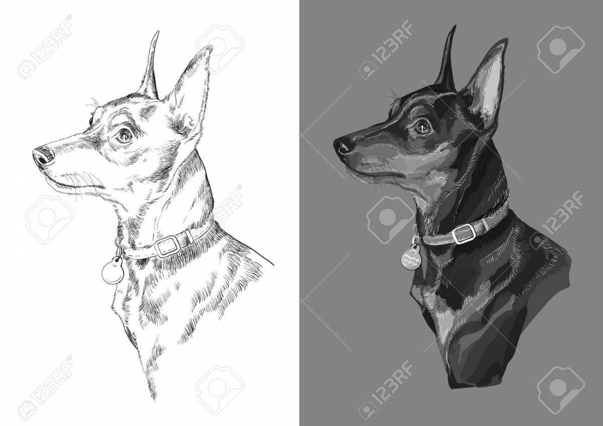 Miniature pinscher coloring page