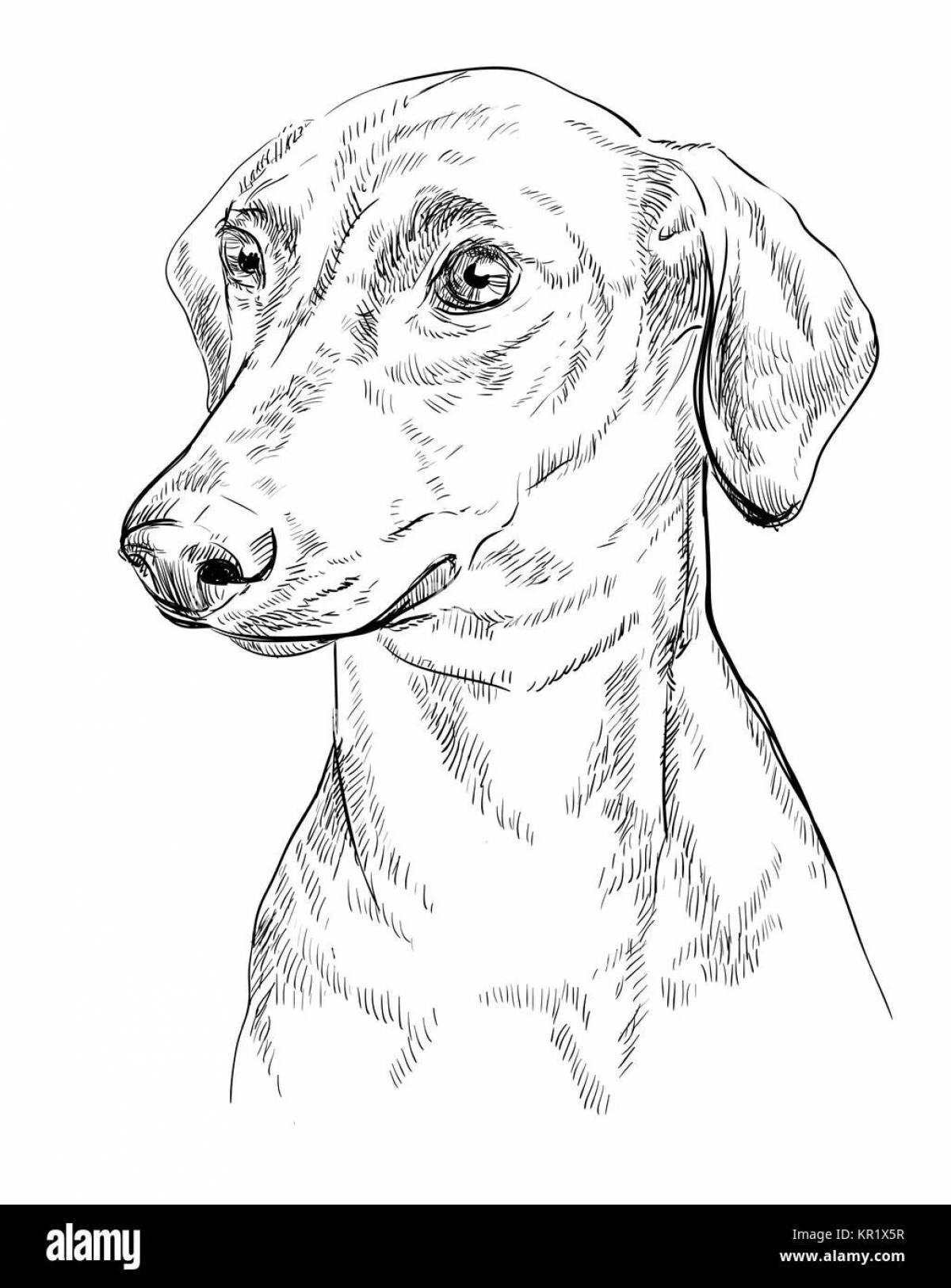 Glamorous miniature pinscher coloring page