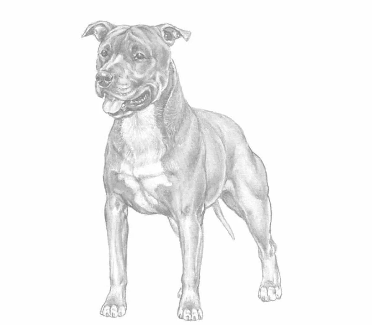 Colorful amstaff coloring page