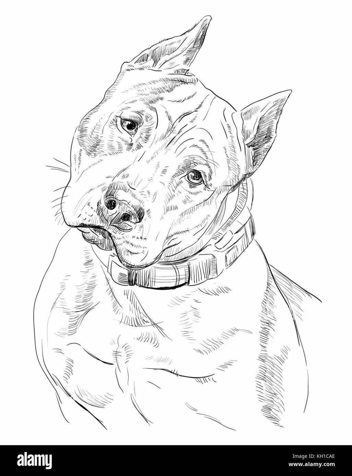 Amstaff fun coloring