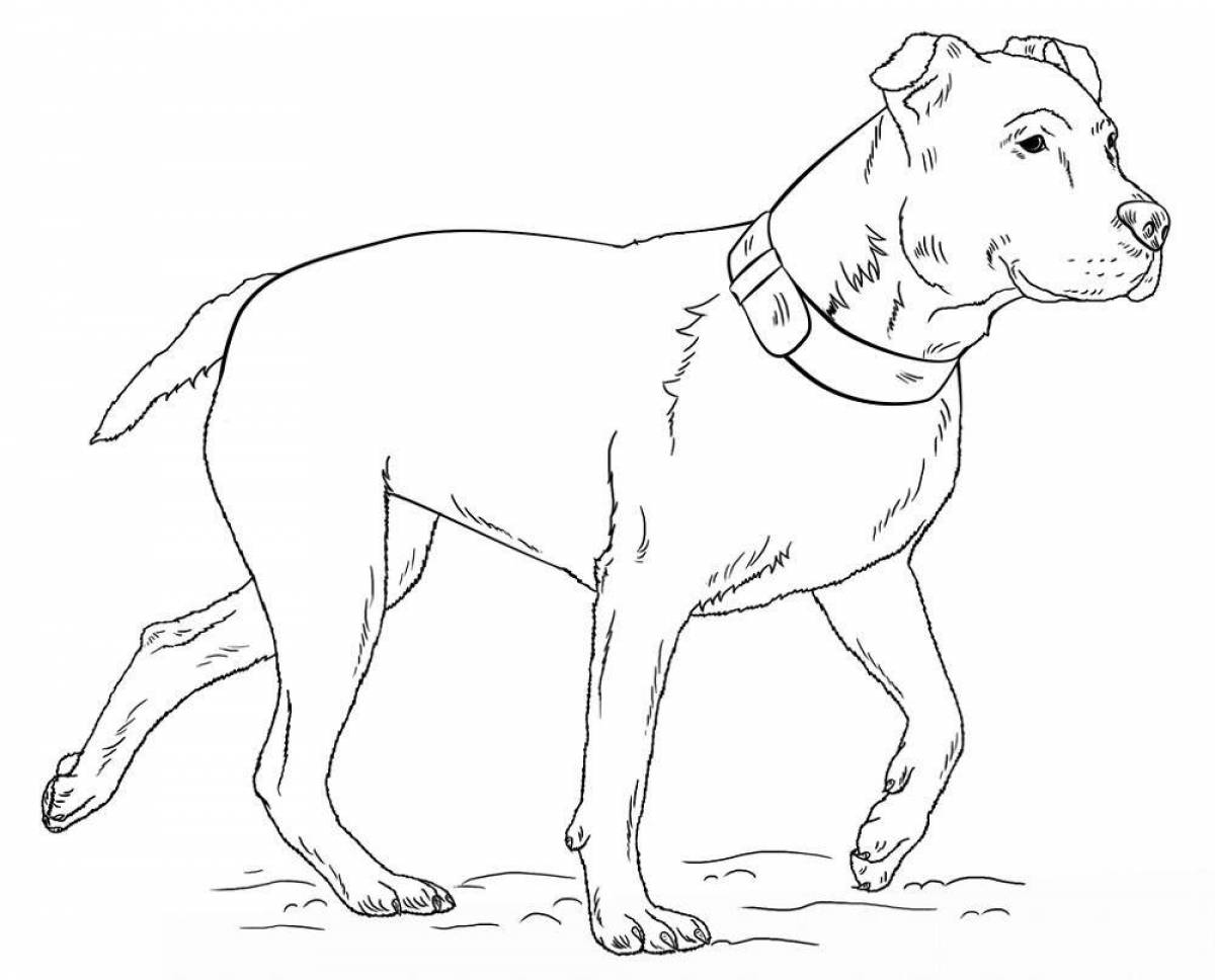 Amstaff coloring book