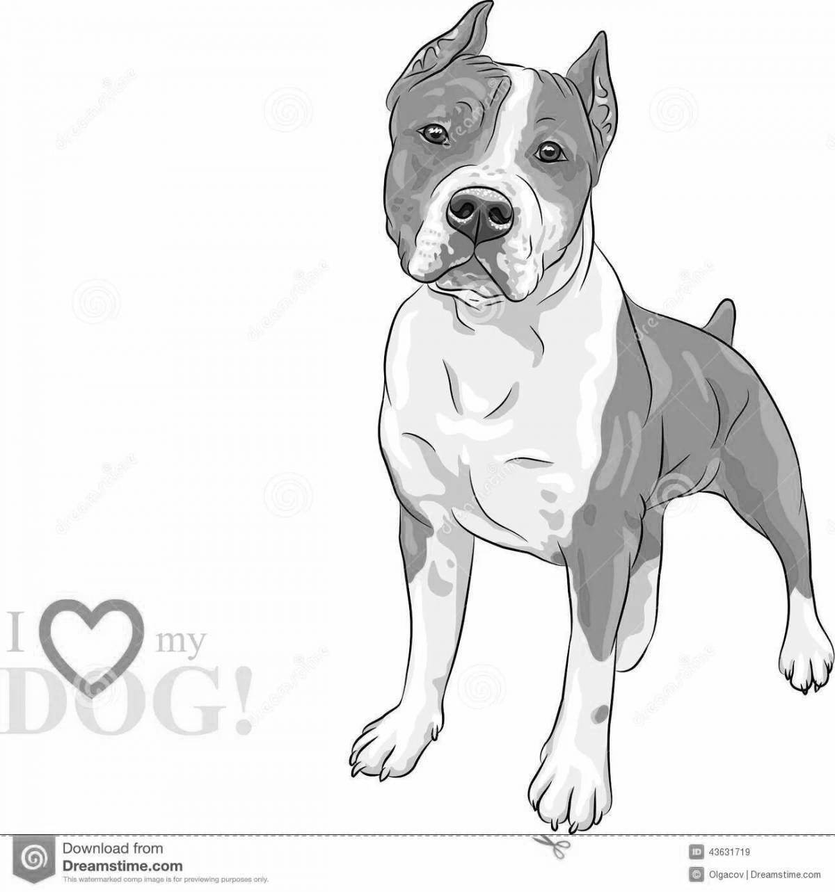 Amstaff live coloring