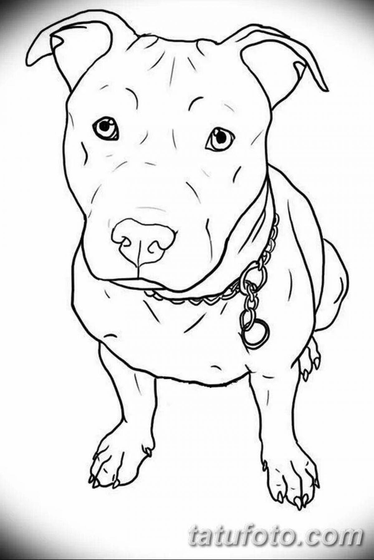 Coloring book brave amstaff