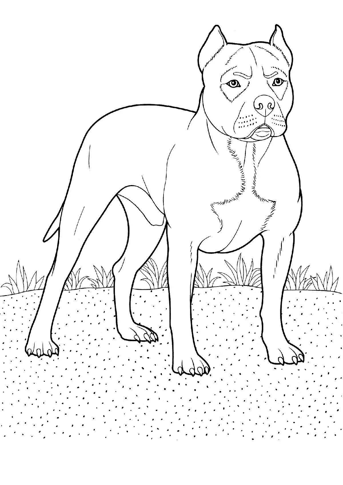 Coloring elegant amstaff
