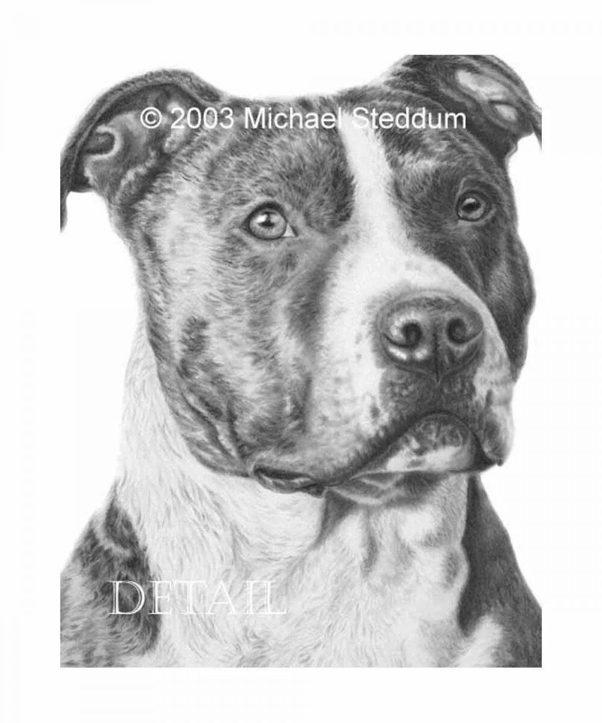 Charming amstaff coloring book