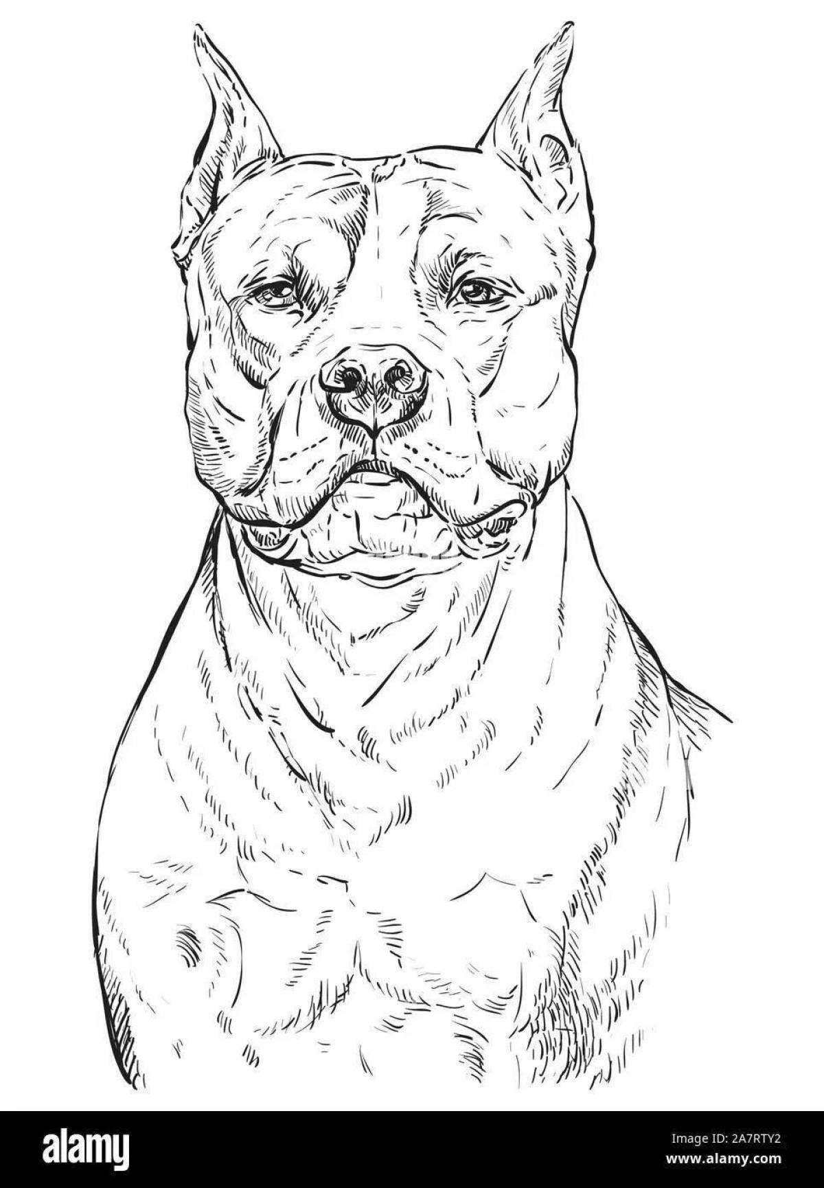 Impressive amstaff coloring