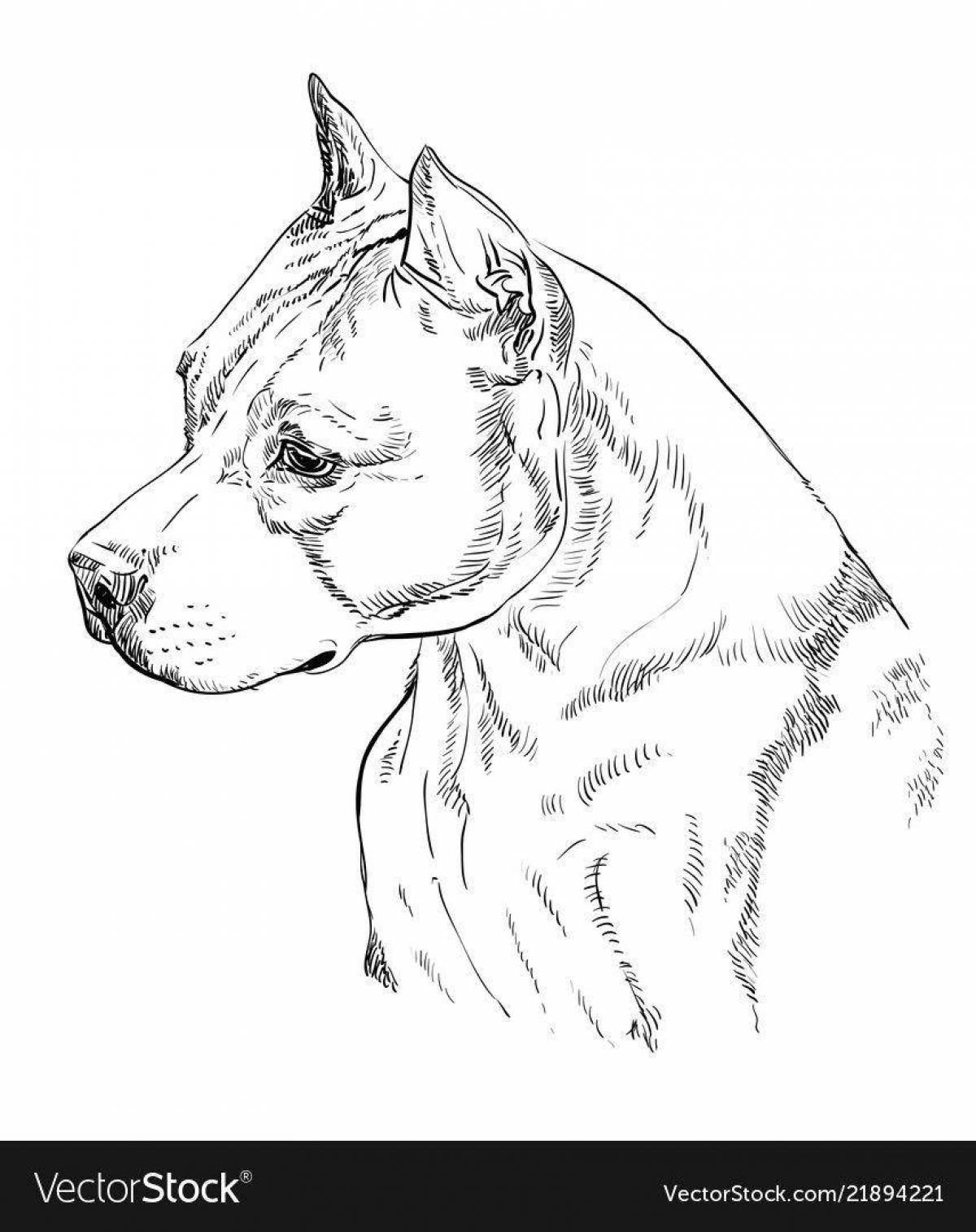 Amazing amstaff coloring book