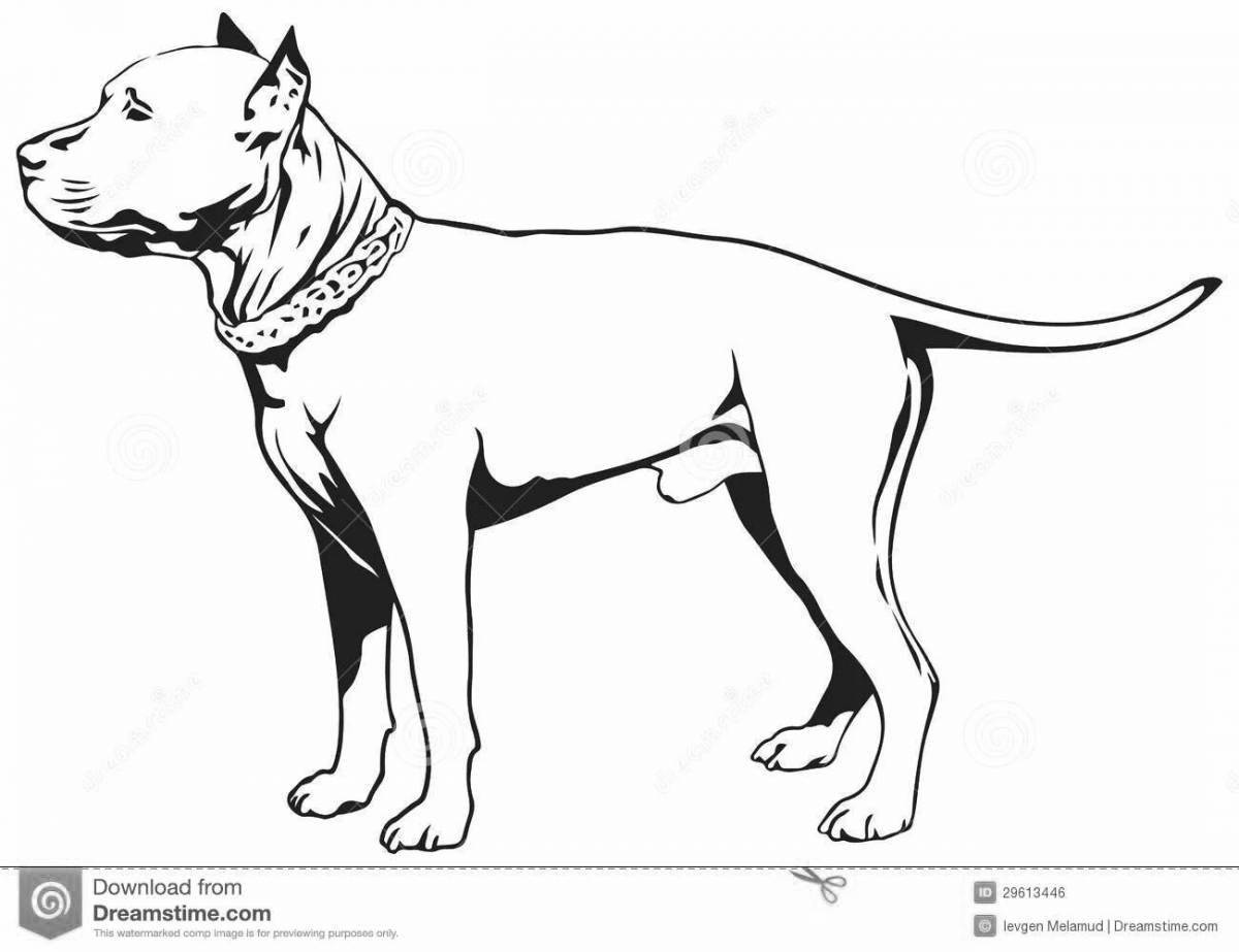 Colouring wonderful amstaff