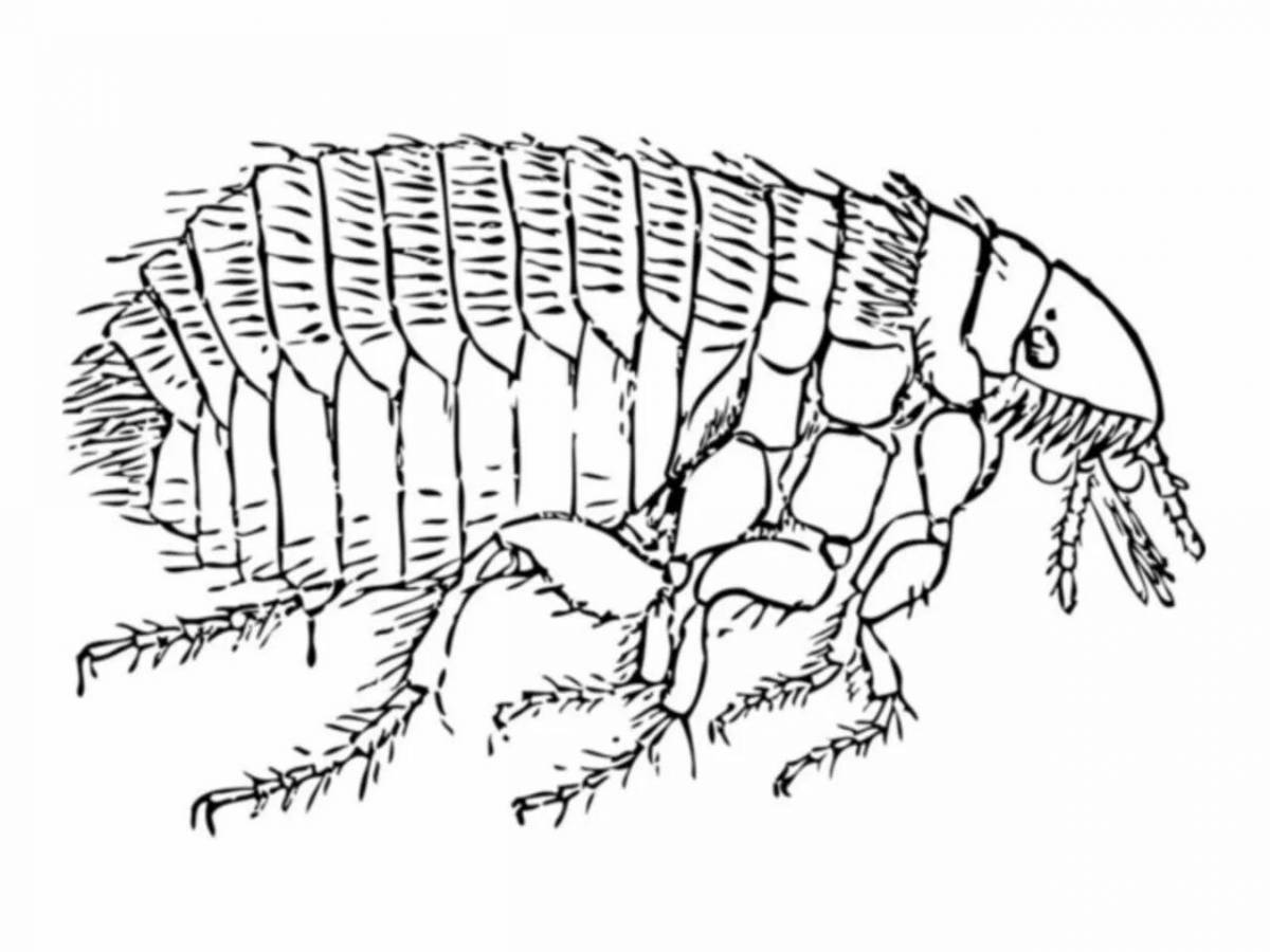 Bright flea coloring