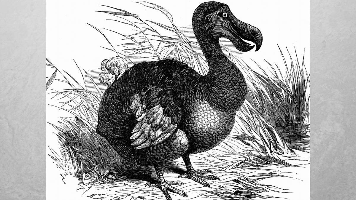 Раскраска Фантастическая раскраска додо