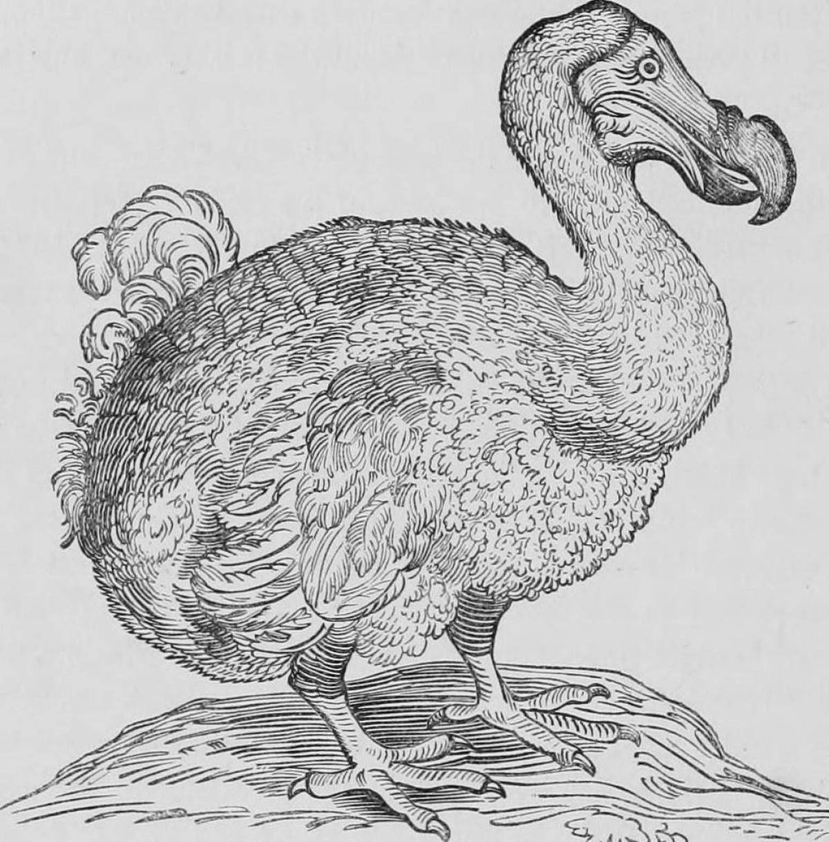 Раскраска Счастливая раскраска додо