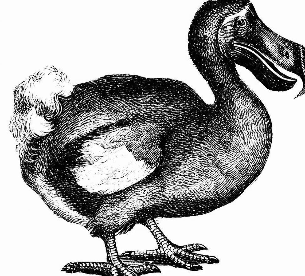 Impressive dodo coloring