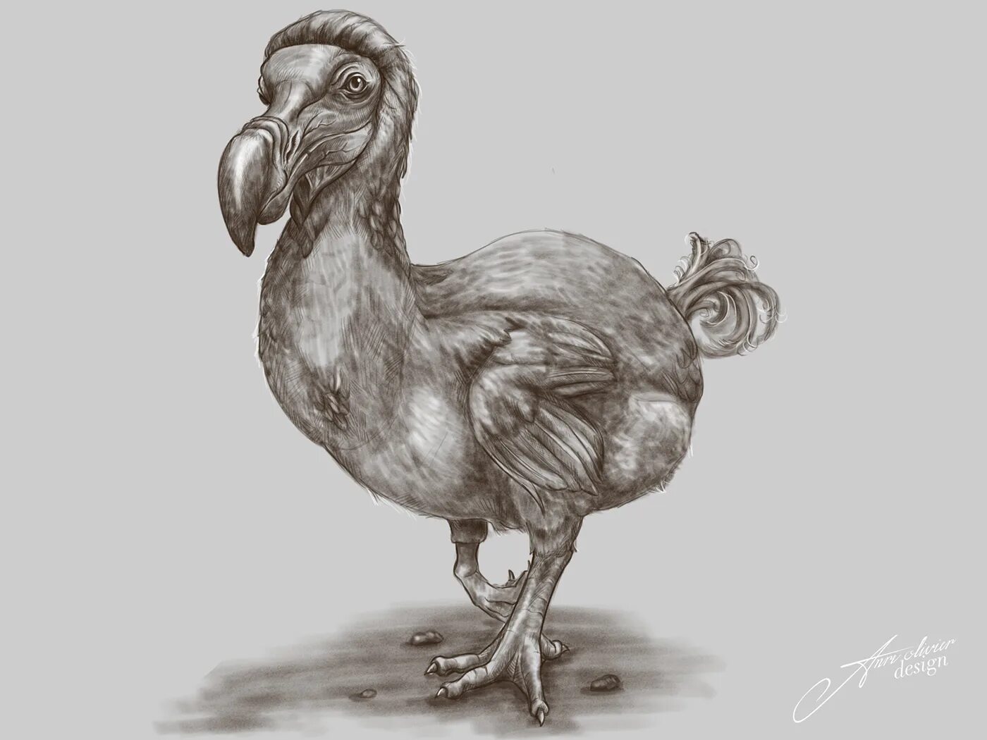 Exciting dodo coloring