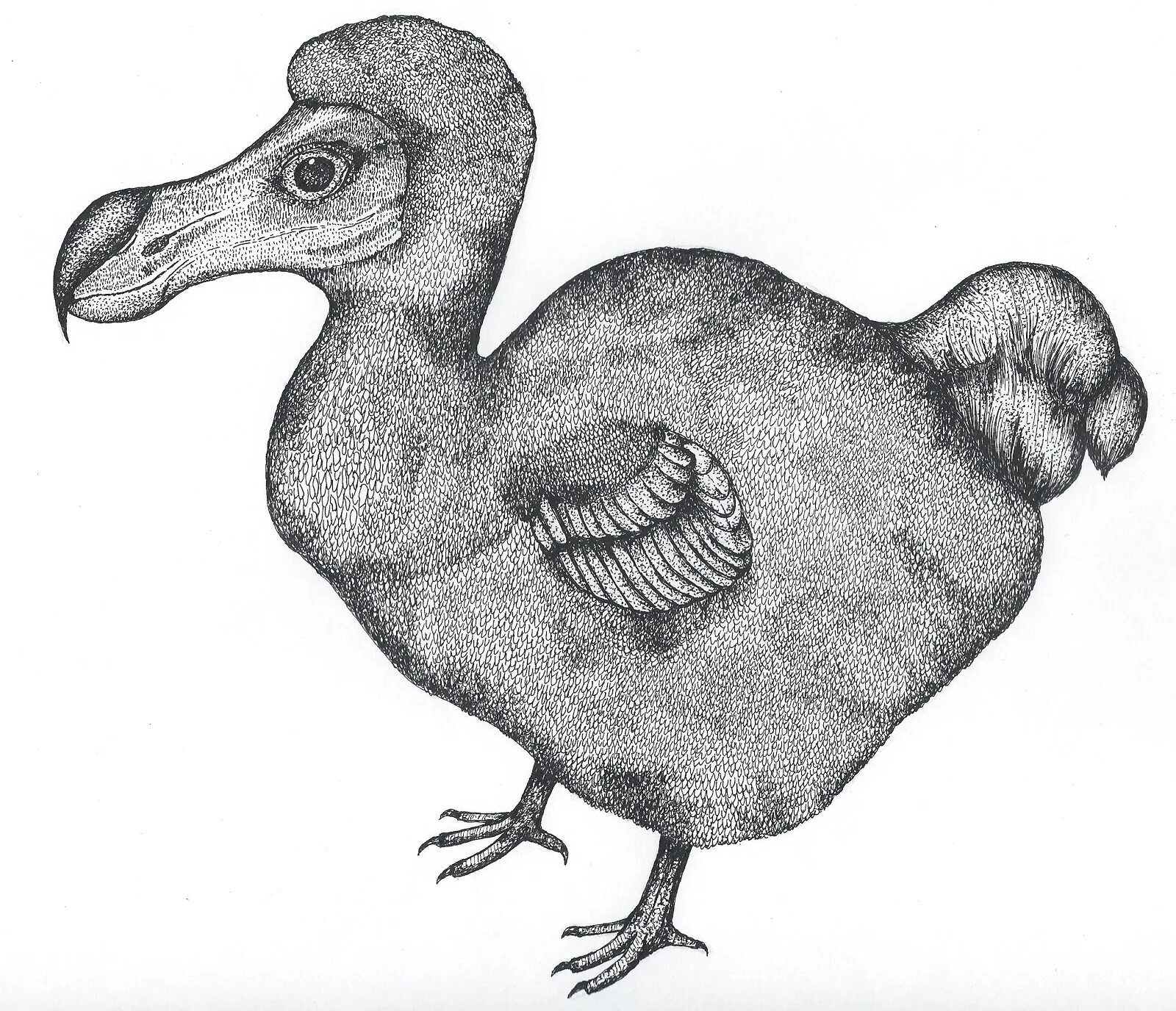 Unique dodo coloring