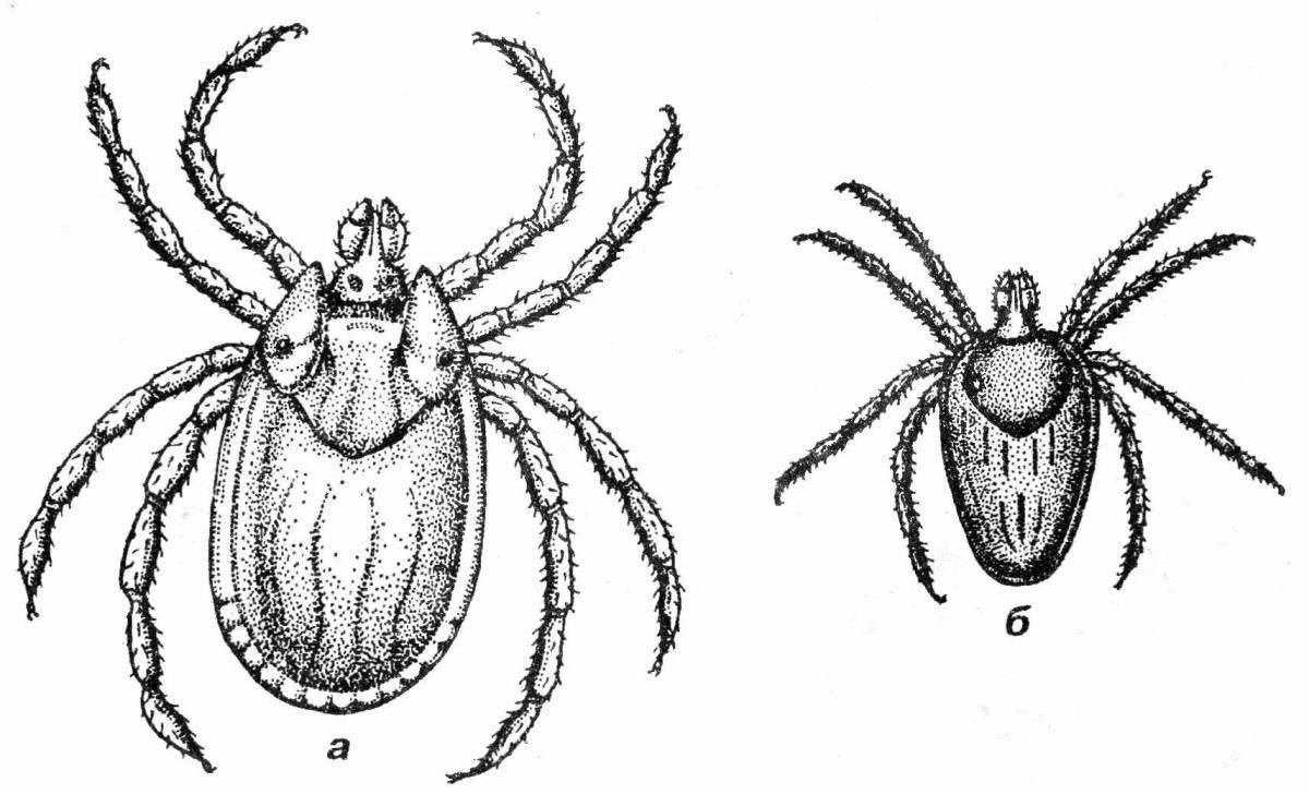 Нимфа иксодового клеща рисунок