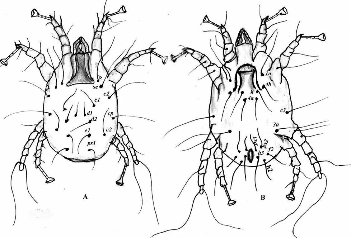 Cute tick coloring page