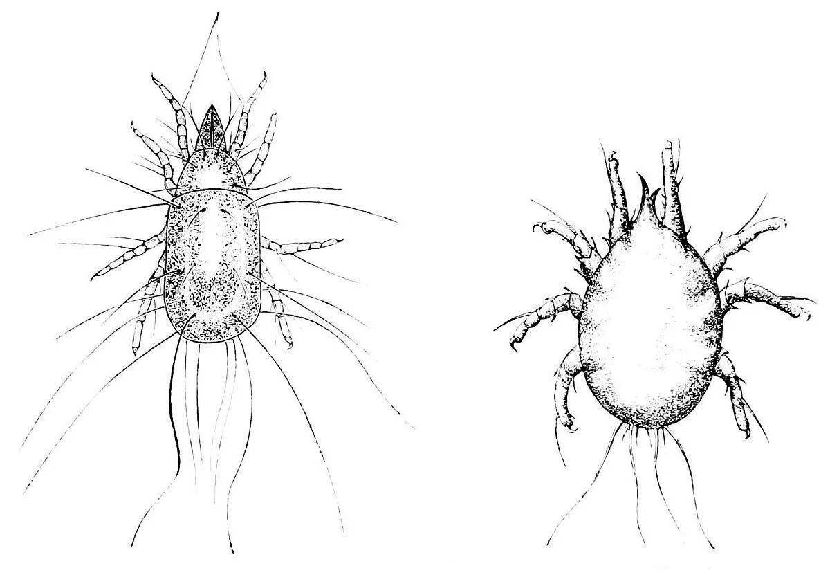 Exciting tick coloring page