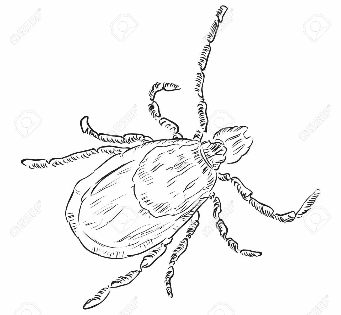 Amazing tick coloring page