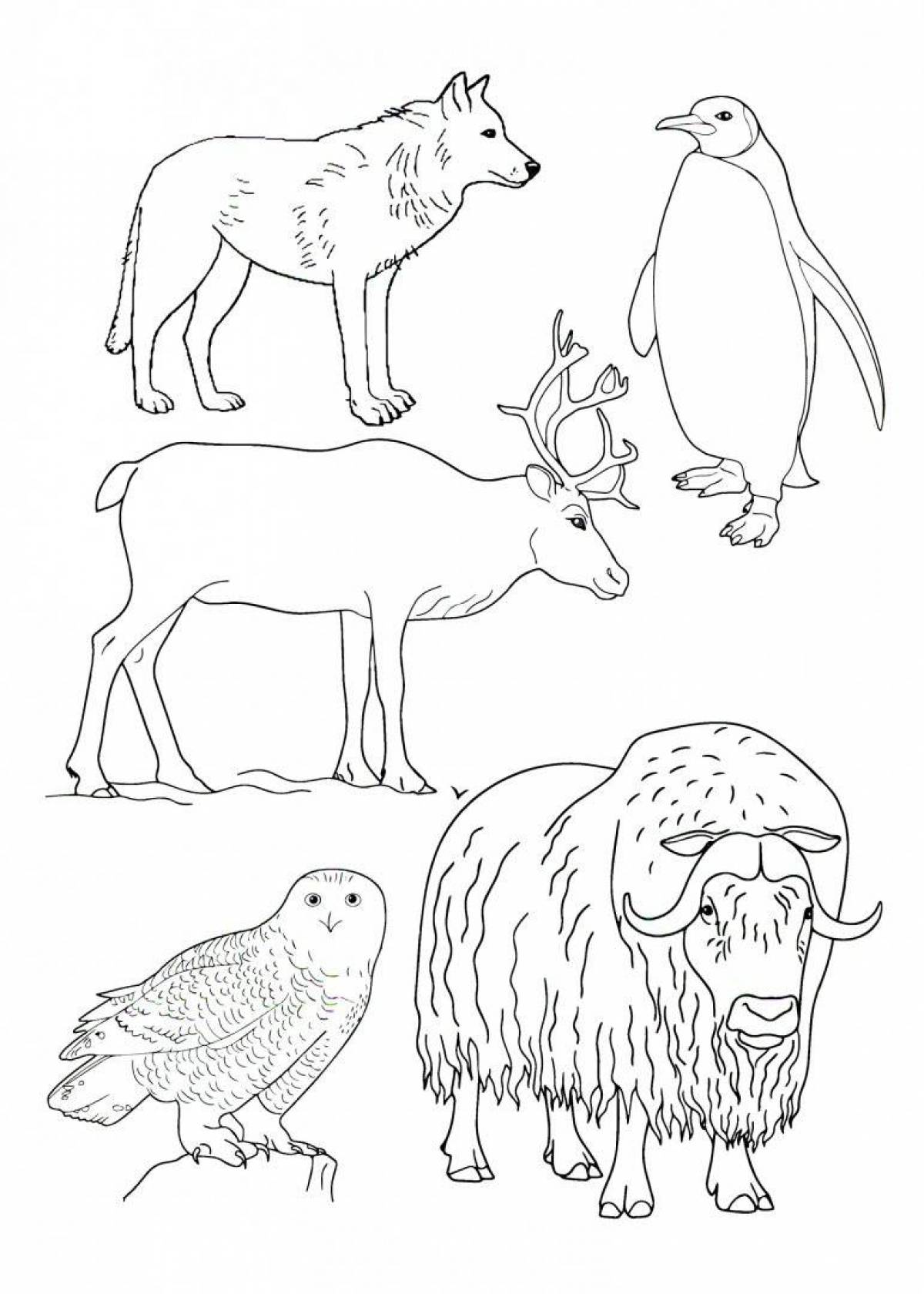 Животные севера раскраска для детей