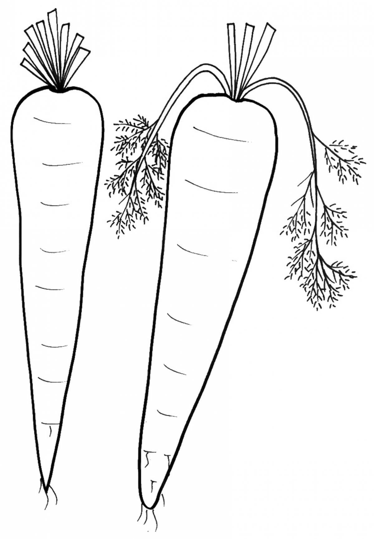 Морковь раскраска. Раскраска овощи морковь. Морковь рисунок. Морковь раскраска для детей.
