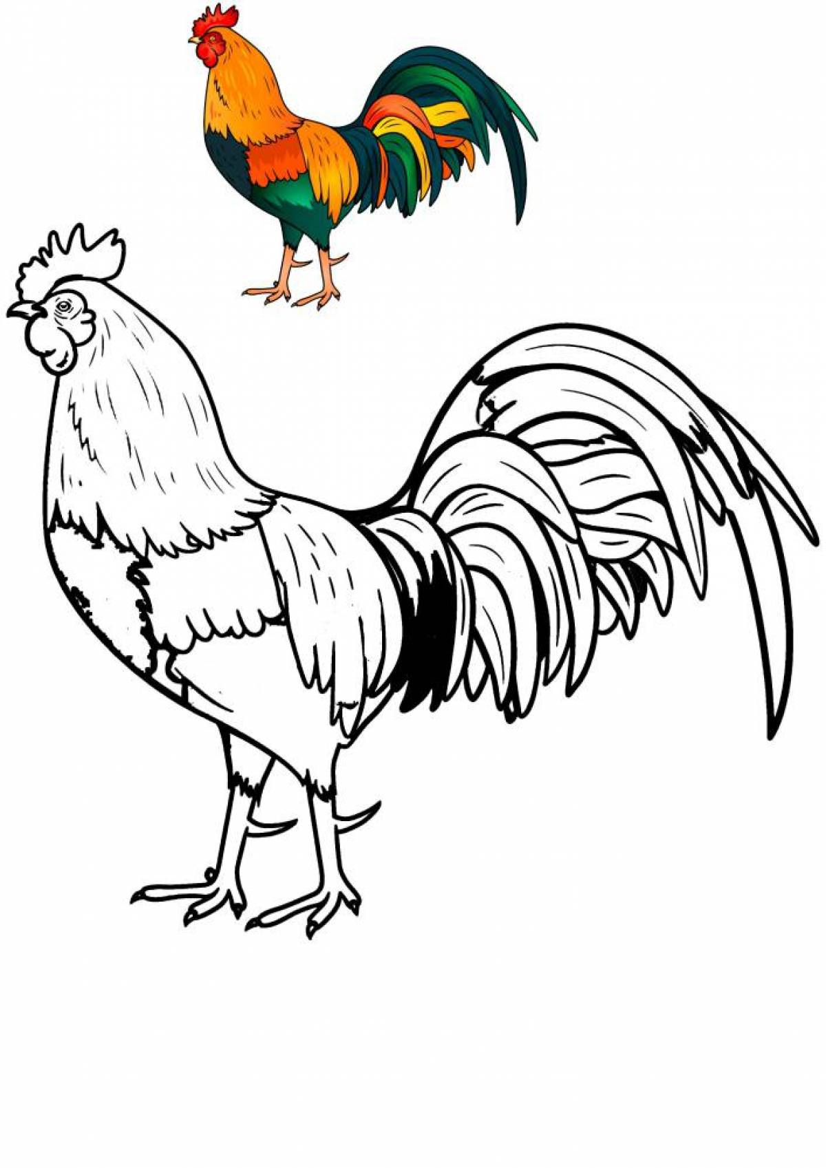Colouring playful cockerel for kids