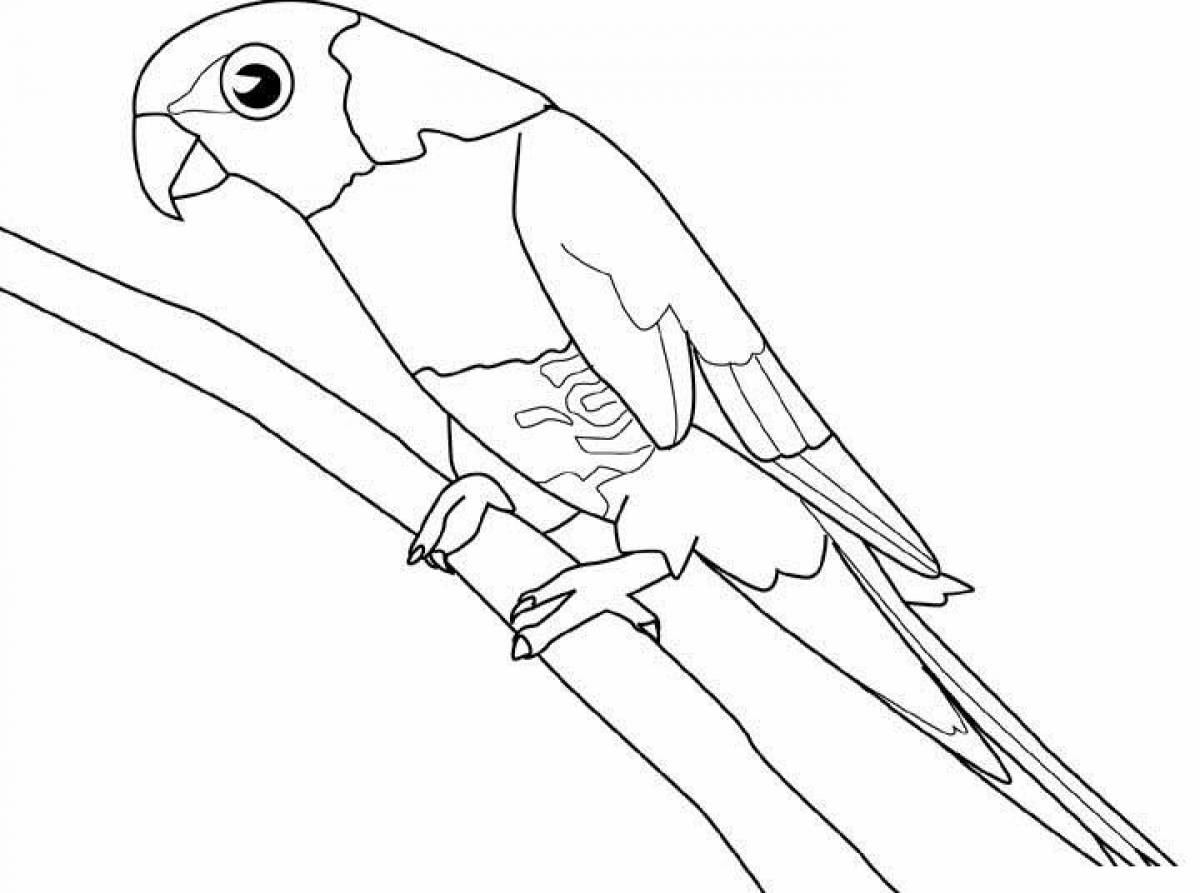 Сказочная раскраска попугай для детей