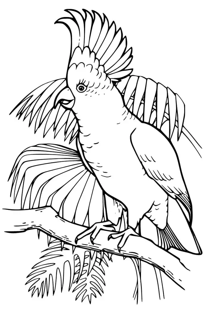 Великолепный попугай раскраски для детей