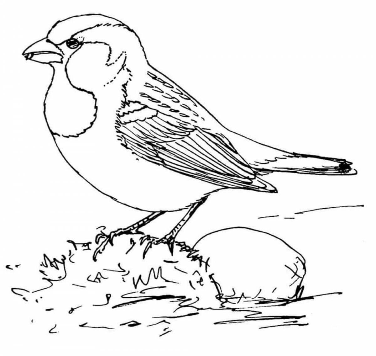 Adorable sparrow coloring book for kids