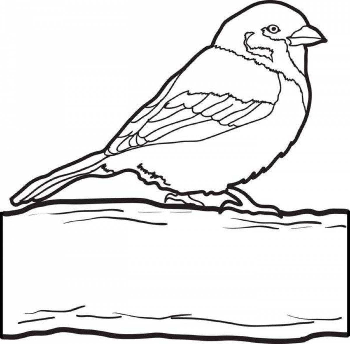 Exquisite sparrow coloring book for kids
