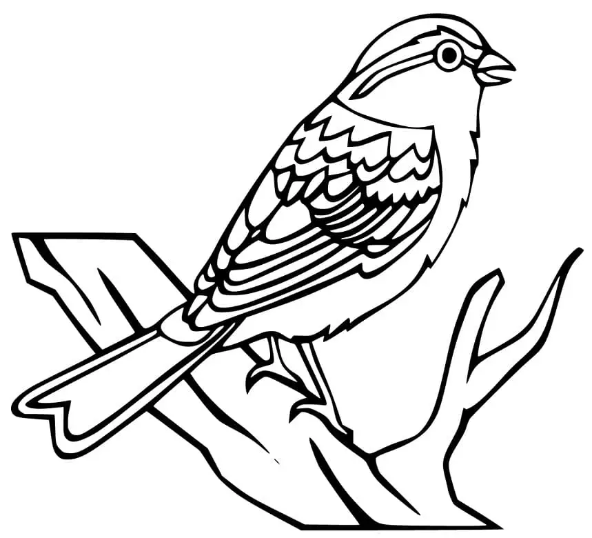 Glamorous sparrow coloring book for kids