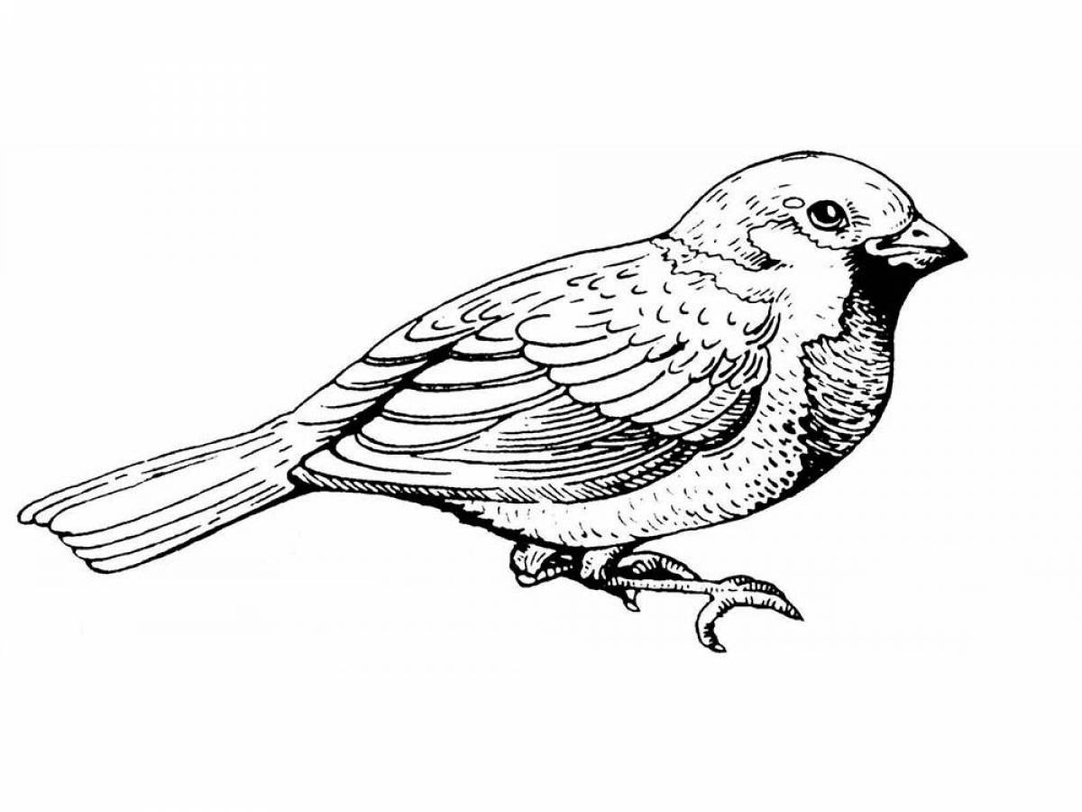 Rampant sparrow coloring book for kids