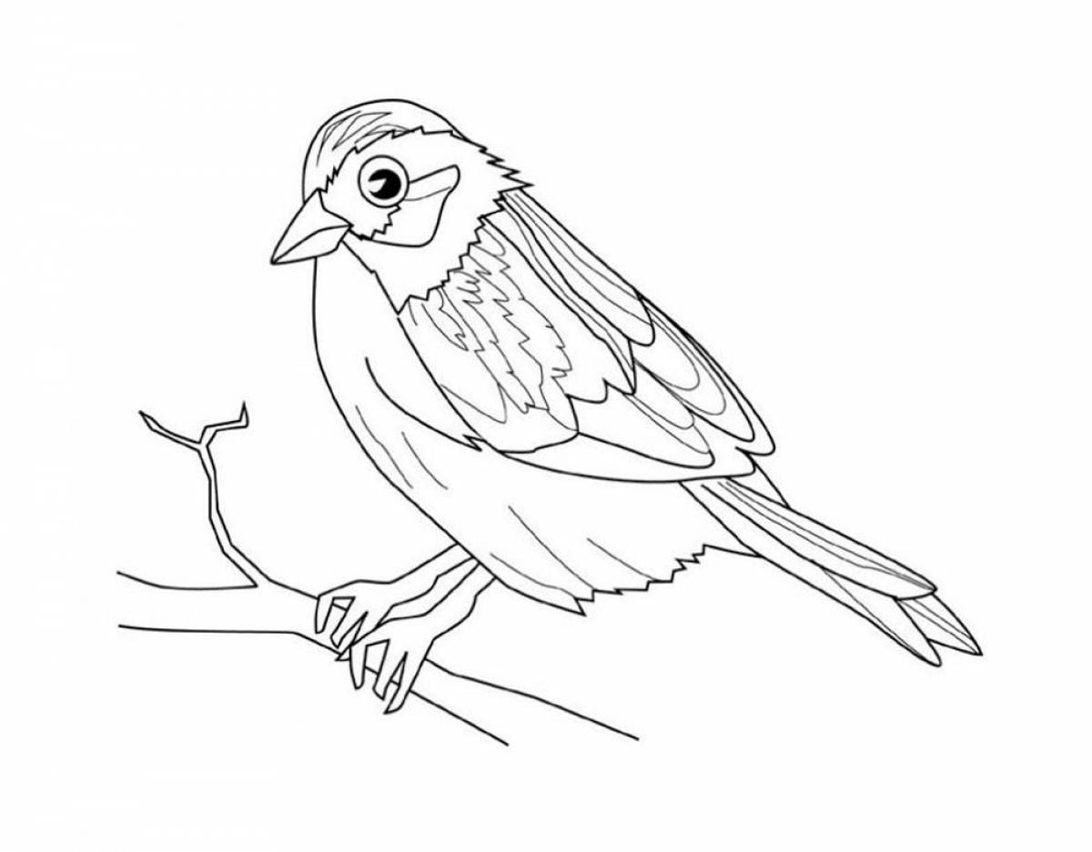 Fancy sparrow coloring book for kids