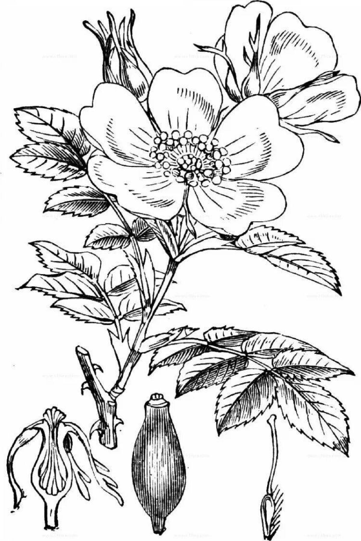 Photo Amazing botany coloring page