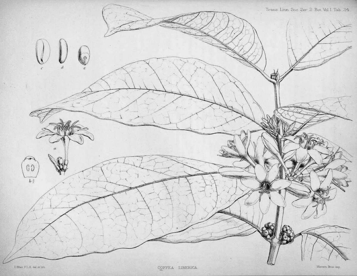 Gorgeous Botany coloring page