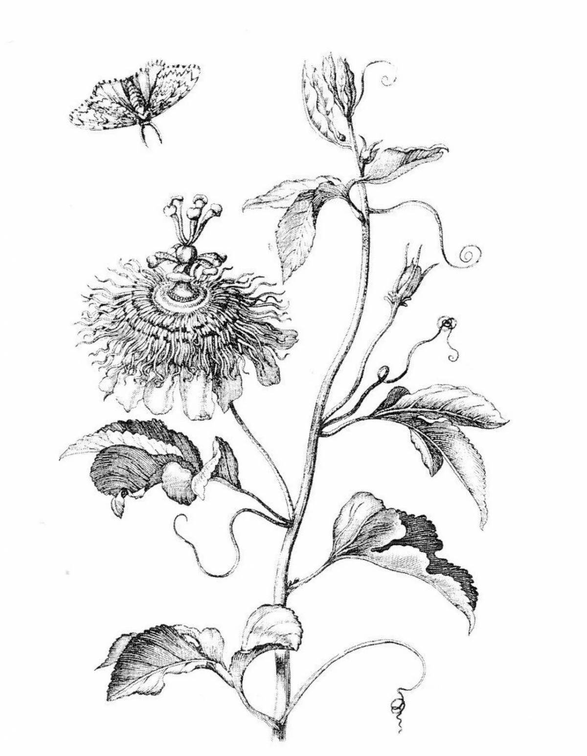 Замысловатая страница раскраски ботаники
