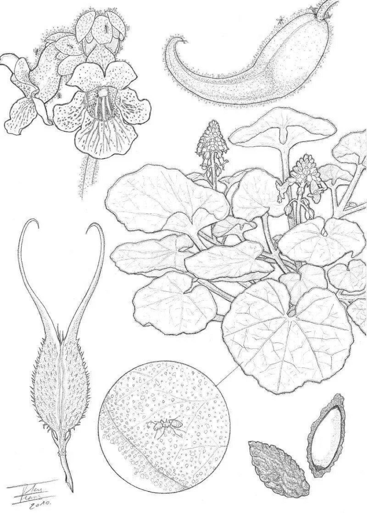 Quirky botany coloring page