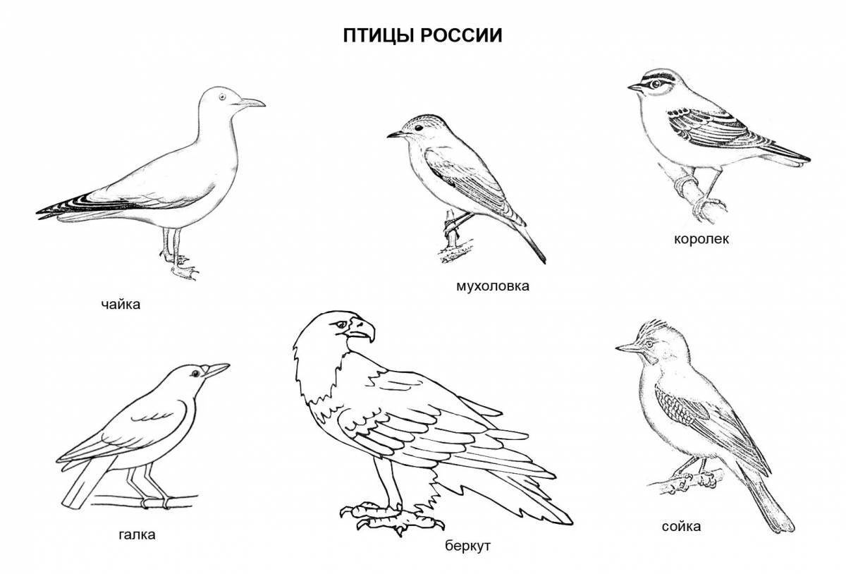 Раскраска безмятежная русская птица