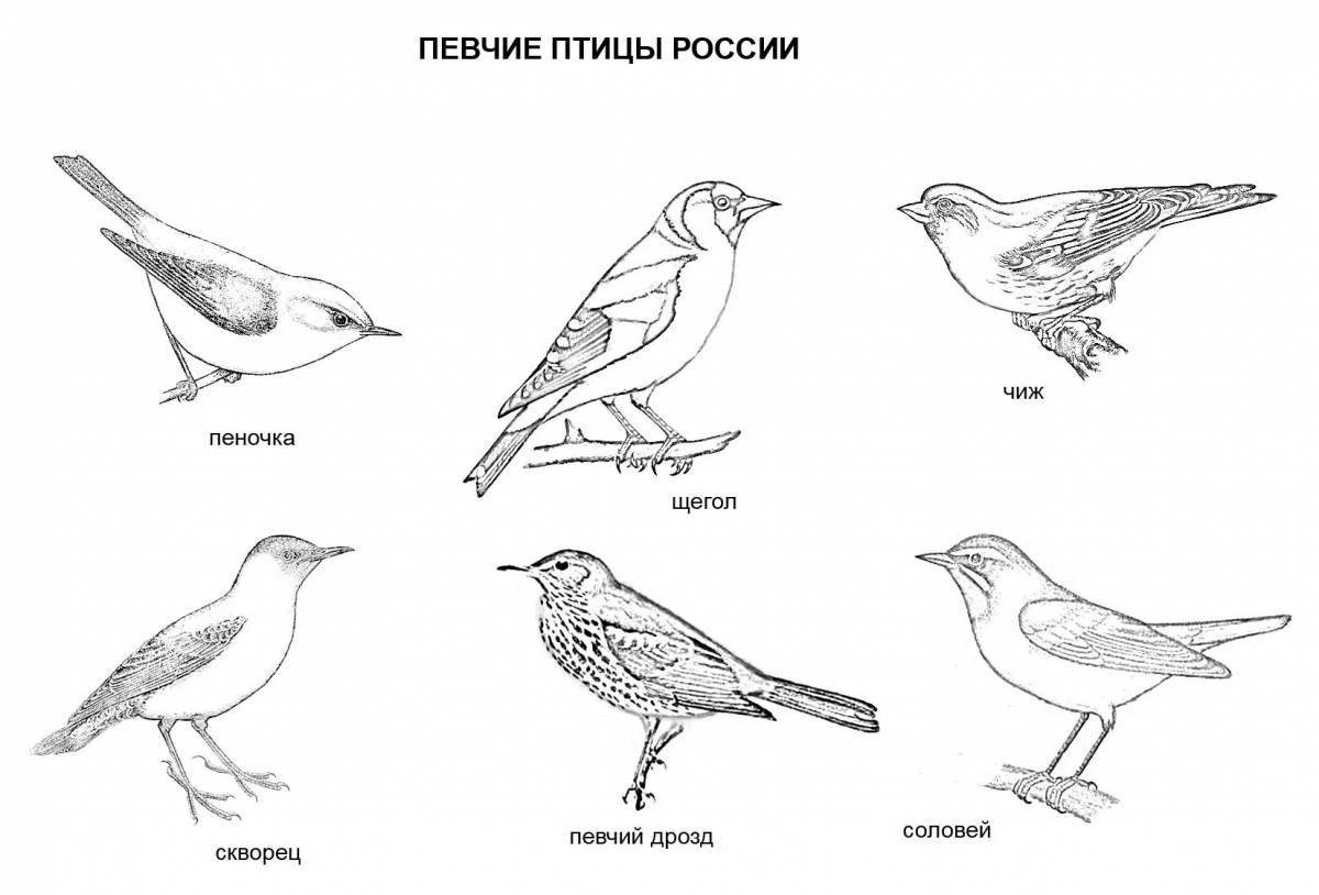Раскраска спокойная русская птица