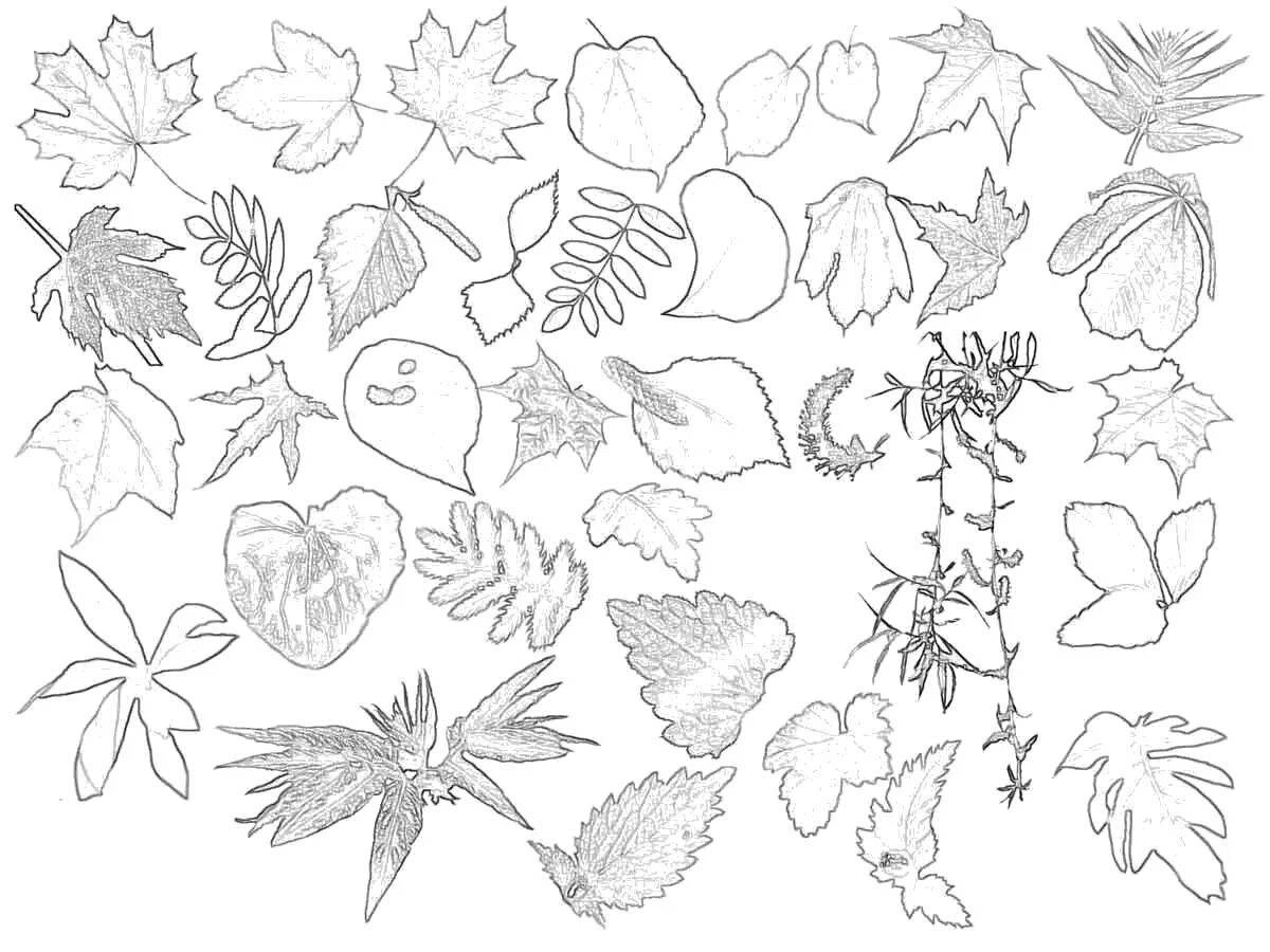Coloring page glorious many leaves