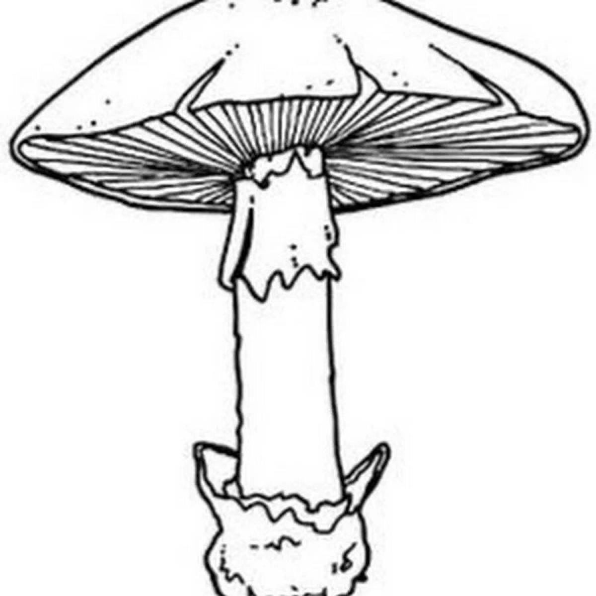 Delicious toadstool mushrooms